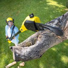 Trusted Rapid City, MI Tree Removal Services Experts